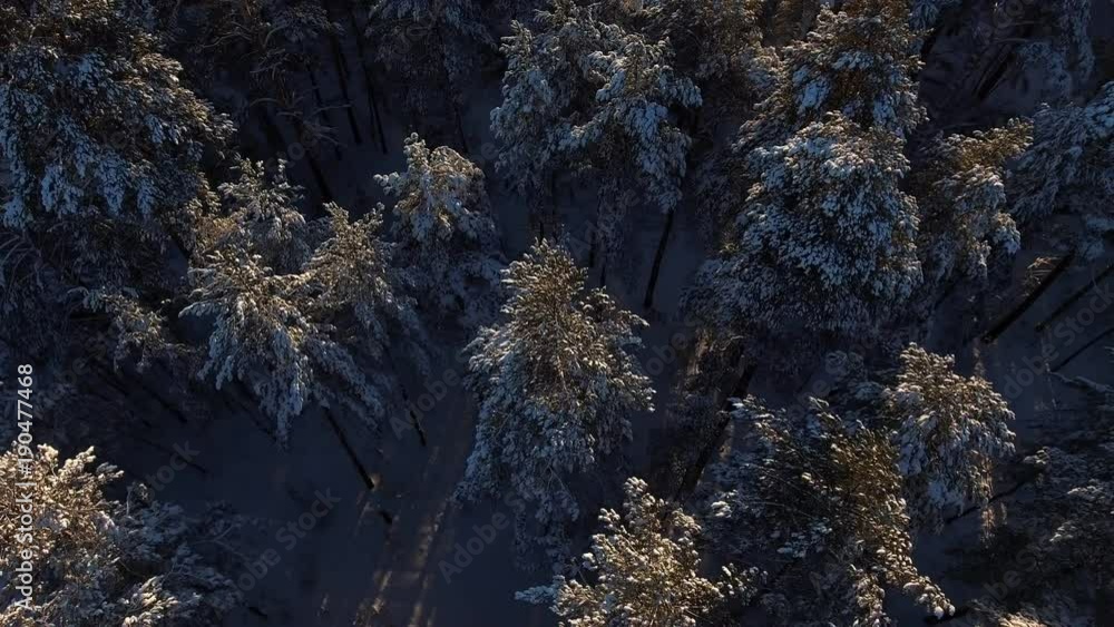 Flight over snowy peaks in spruce forest: winter sunny day. Pine forest from a bird's eye view. Beautiful winter nature of Siberia: coniferous winter forest with snowy trees. A lot of snow in forest Flight over snowy peaks in spruce forest: winter sunny day. Pine forest from a bird's eye view. Beautiful winter nature of Siberia: coniferous winter forest with snowy trees. A lot of snow in forest