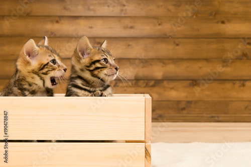 two striped kittens sitting in a wooden box on the background of a wooden wall