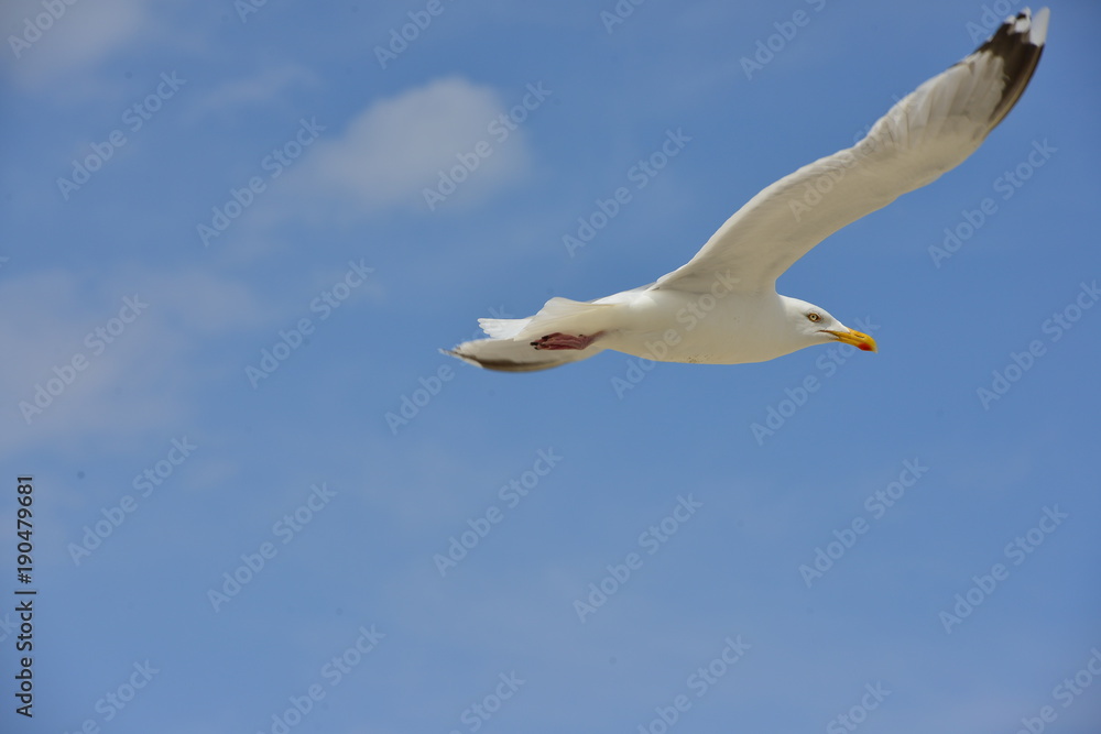 Fototapeta premium Möwe