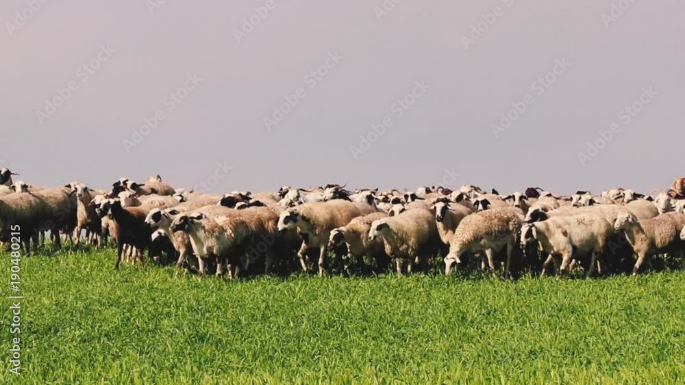 herd of sheep ingreen fields herd of sheep ingreen fields