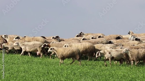herd of sheep passing in nature 