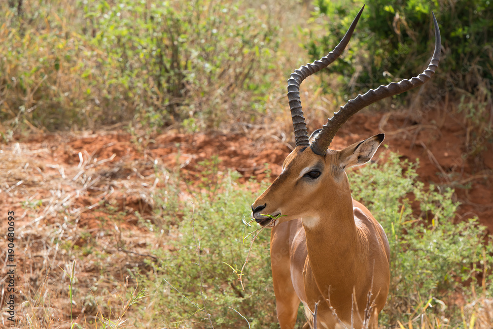 Naklejka premium Authentic