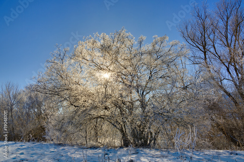 The tree in winter is covered with hoarfrost on a sunny day against a cloudless sky.