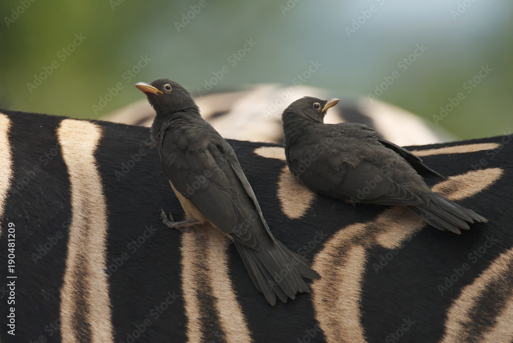 Fototapeta premium Red-billed Oxpecker, Buphagus erythrorhynchus, bird on the zebra, Hluhluwe-Imfolozi Park, South Africa