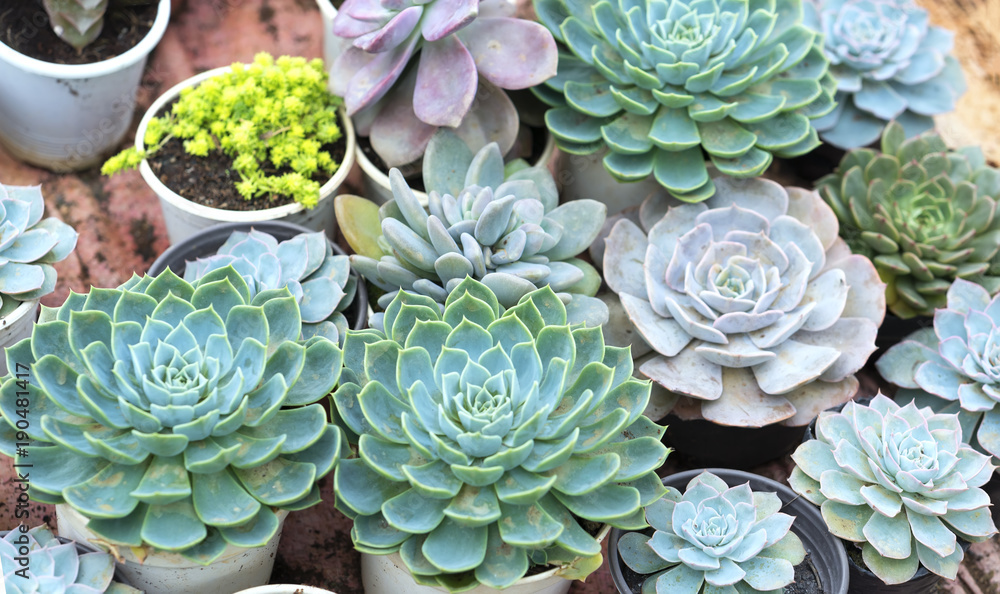 Succulent flowerbeds plant in the garden. This is a species of cactus family that is resistant to extreme weather and is decorated in the home Succulent flowerbeds plant in the garden. This is a species of cactus family that is resistant to extreme weather and is decorated in the home