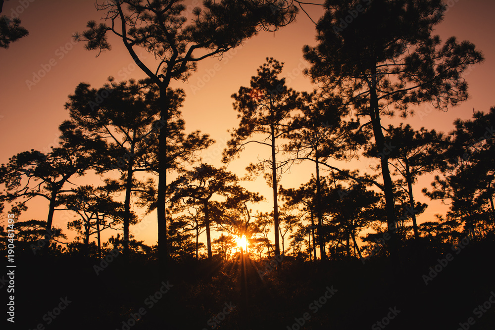 Silhouette of pine trees forest with light during sunset, winter season