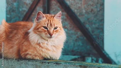 adorable red cat on wall, cinematic