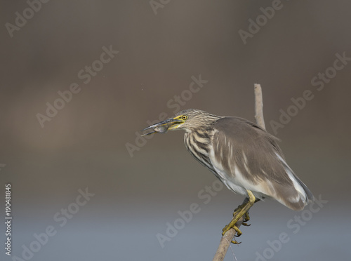 The Indian pond heron with fish