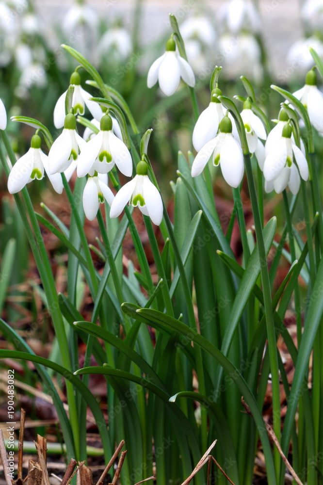 Fototapeta premium Schneeglöckchen-Blüte