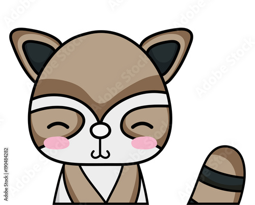 adorable and shy raccoon wild animal