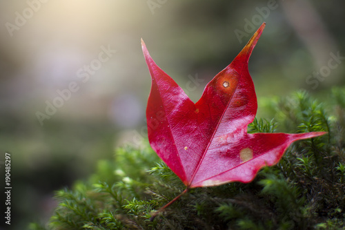 beautiful maple leaf in forest at Phu Kradueng National Park, Loei , Thailand