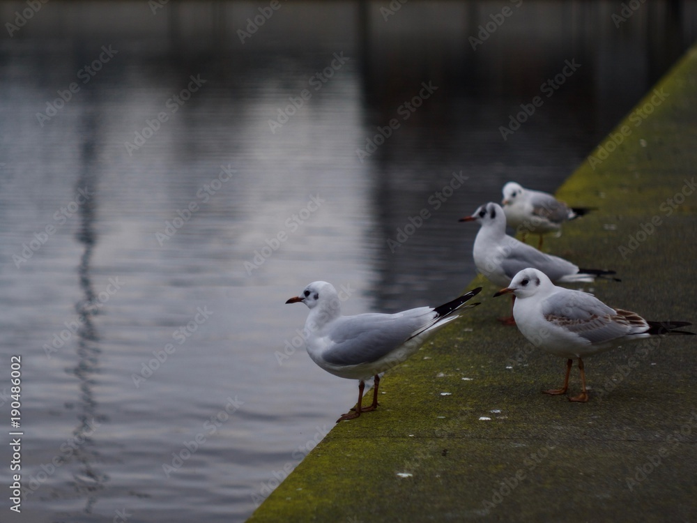 Mouette Mouette
