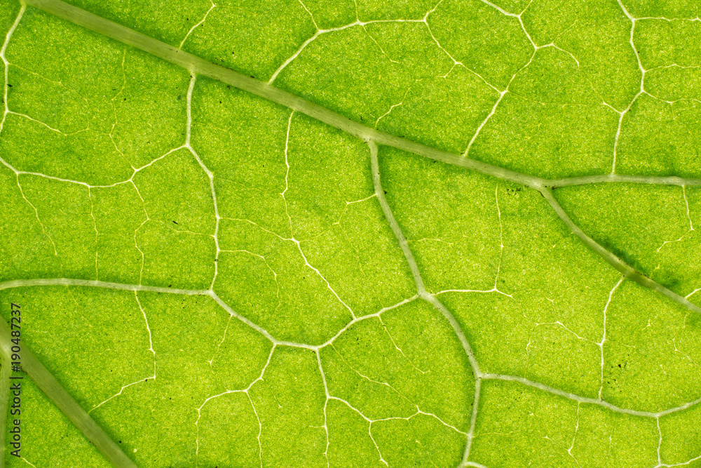 Background in abstract shape, macro photography. A detail of a leaf Background in abstract shape, macro photography. A detail of a leaf