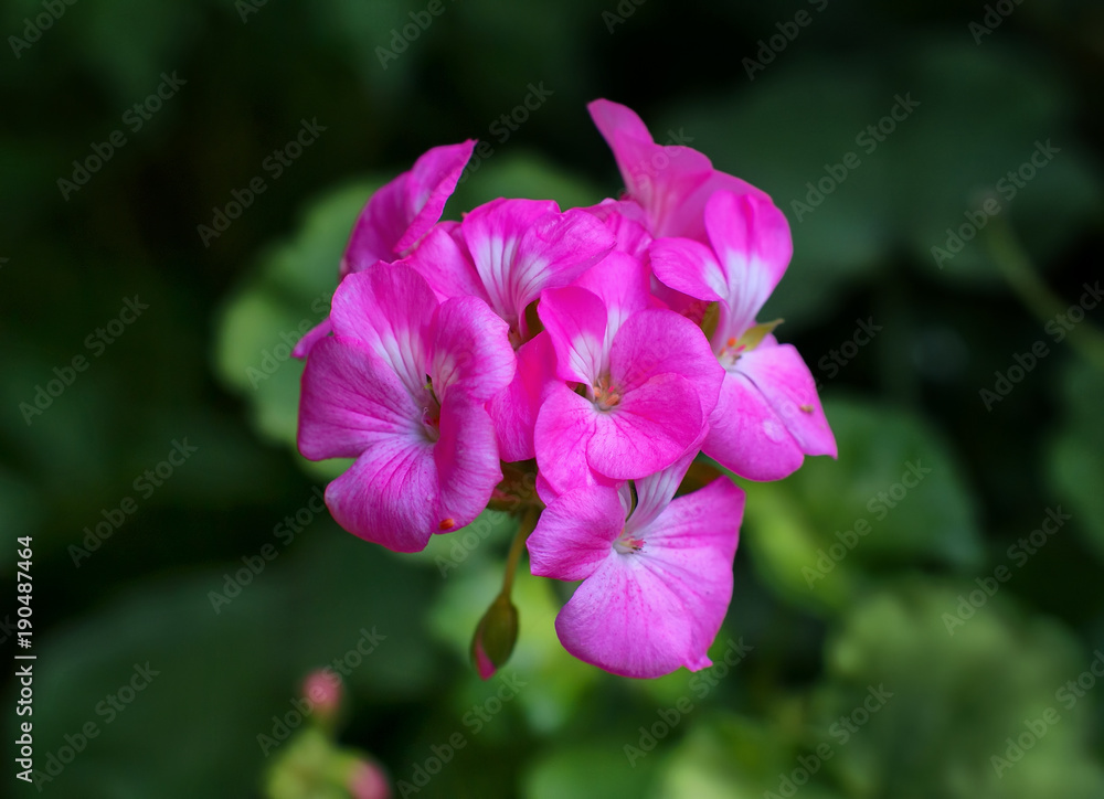 geranium flower in the nature