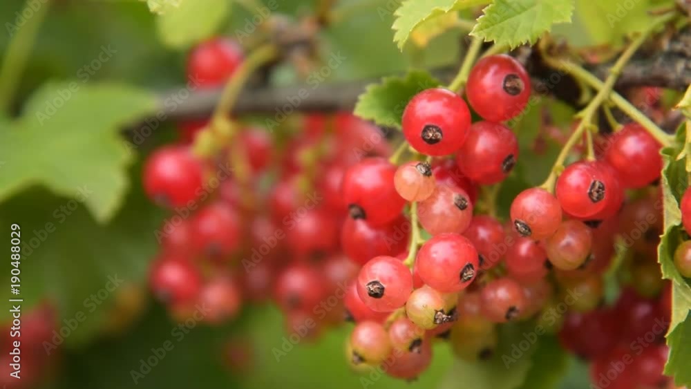 Close-up shot of red currant bunch on the bush Close-up shot of red currant bunch on the bush