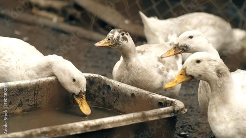 Geese Eating on Farm photo