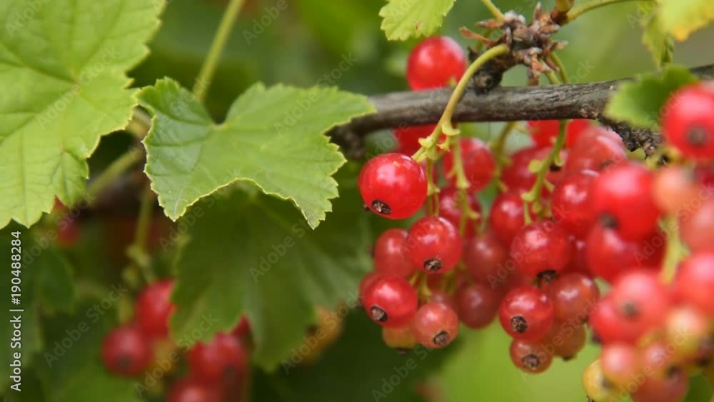 Close-up shot of waving branch with bunch of red currant. Tiny insect creeping on the berry Close-up shot of waving branch with bunch of red currant. Tiny insect creeping on the berry