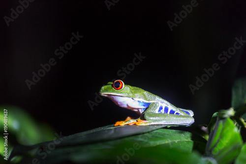 Frog in Costa Rica photo