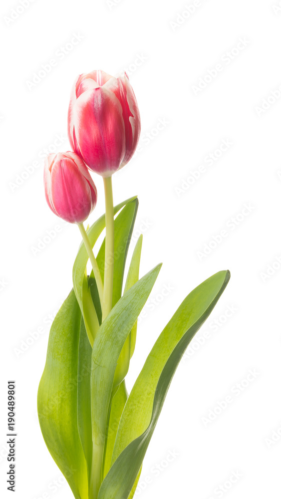 Fototapeta premium red-white bouquet bright tulips