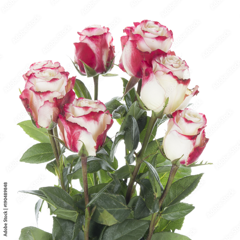 two-color roses on a white background