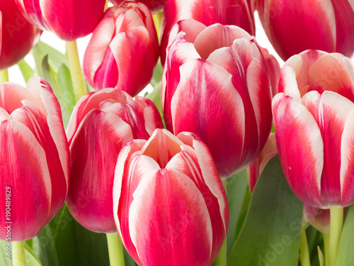 red-white tulips