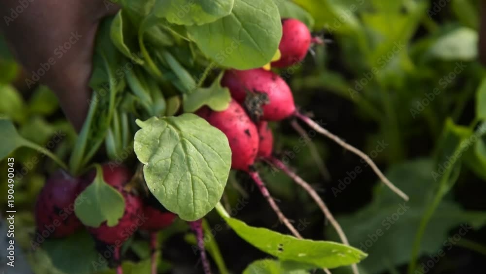 Close-up shot of a farmer gathering harvest of radish in vegetable garden. Organic food, farming and agriculture Close-up shot of a farmer gathering harvest of radish in vegetable garden. Organic food, farming and agriculture
