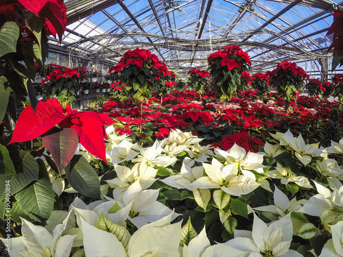 Stelle di Natale  greenhouse
