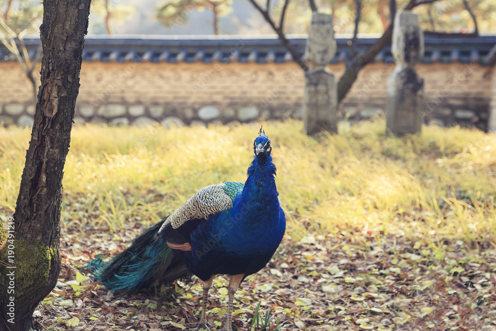 Obraz premium Peacocks walking freely