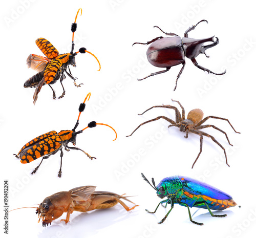 Set of insects (naturally) on a white background.