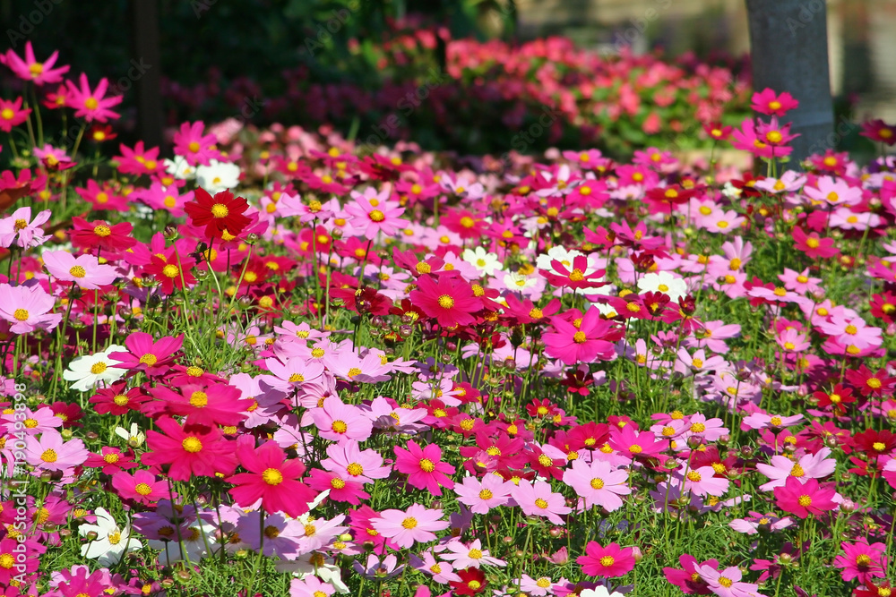 Colorful flowers blooming  background, Mexican Aster flower at Chiang Mai Flower Festival,Held in February of each year.