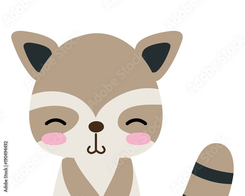 colorful adorable and shy raccoon wild animal