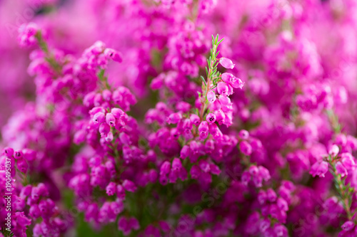 Plant erica gracilis.