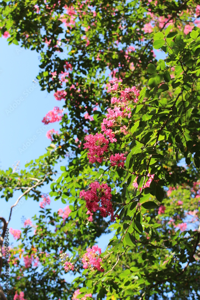サルスベリの花 サルスベリの花
