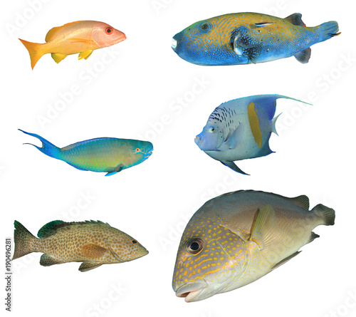 Reef fish isolated on white. Snapper, Puffer, Parrotfish, Angelfish, Grouper and Sweetlips fish cutouts