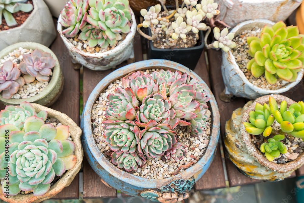 Fototapeta premium Miniature succulent plants in garden