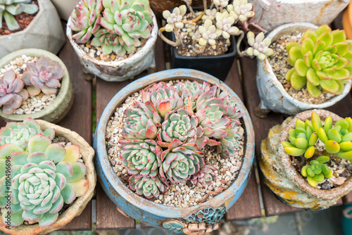  Miniature succulent plants in garden