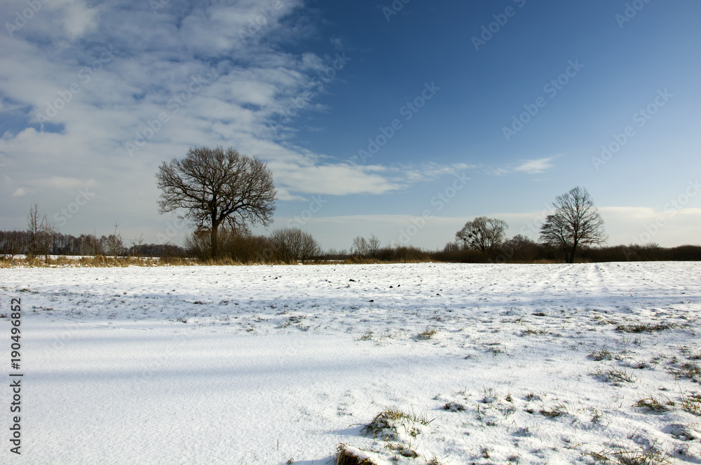 Snow-covered field and leafless trees against the sky Snow-covered field and leafless trees against the sky