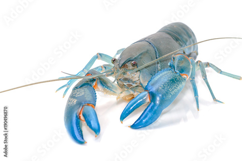 Blue crayfish cherax destructor Yabbie Crayfish isolate