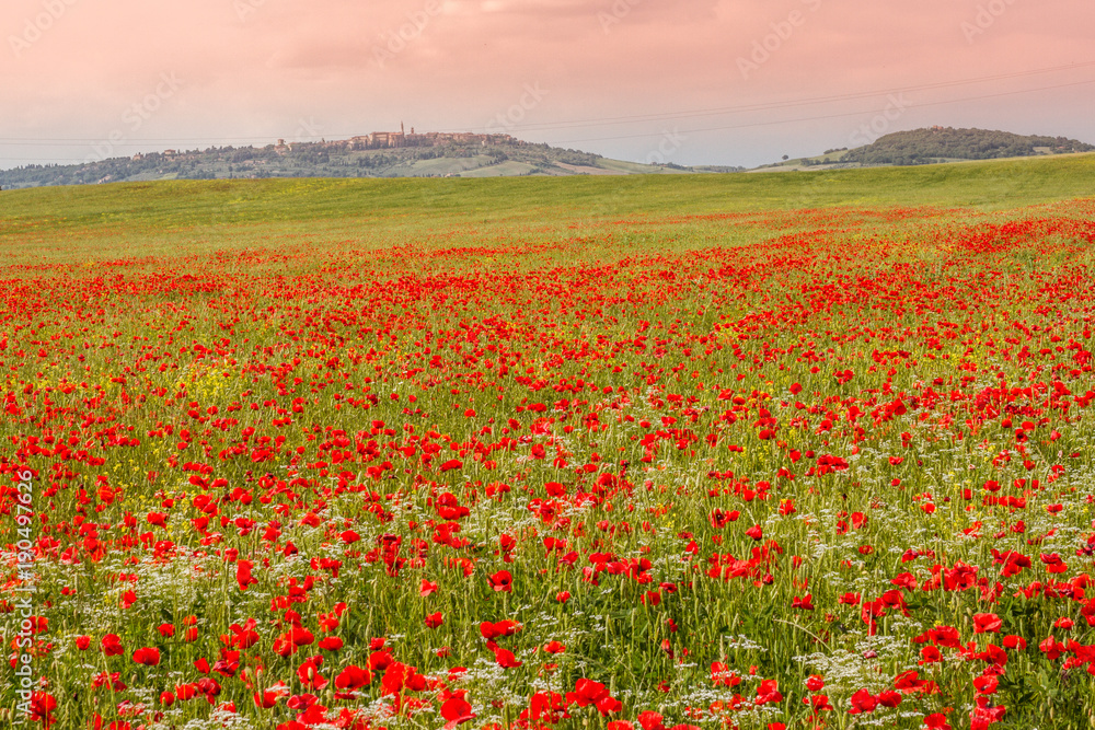 A Field Of Flowering Poppies And Pienza In The Background