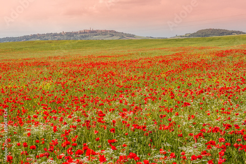 A Field Of Flowering Poppies And Pienza In The Background