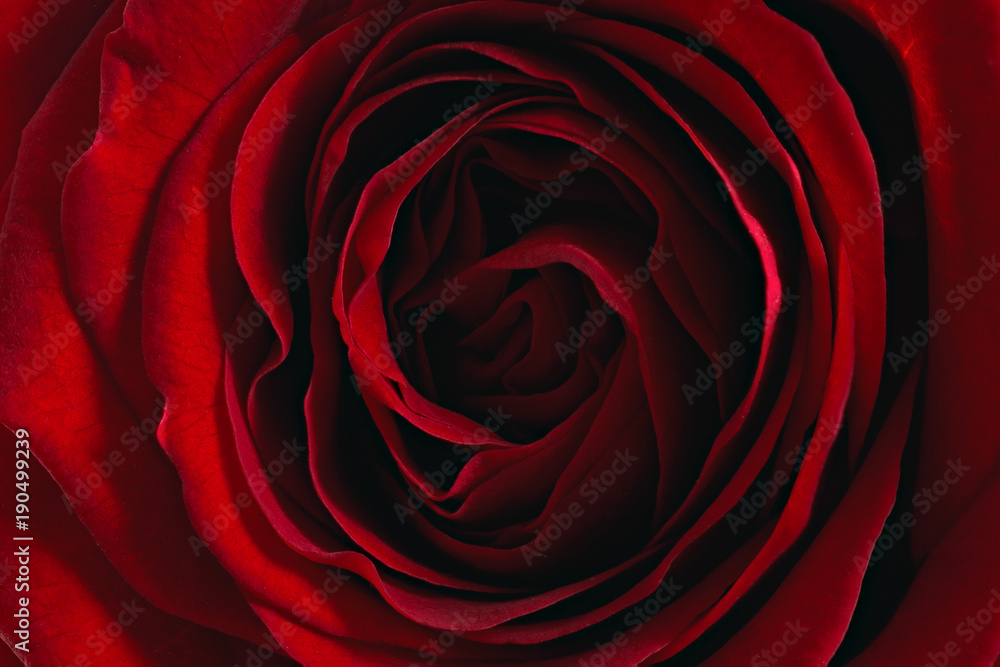 The rose bud is photographed with the increase. The rose bud is photographed with the increase.
