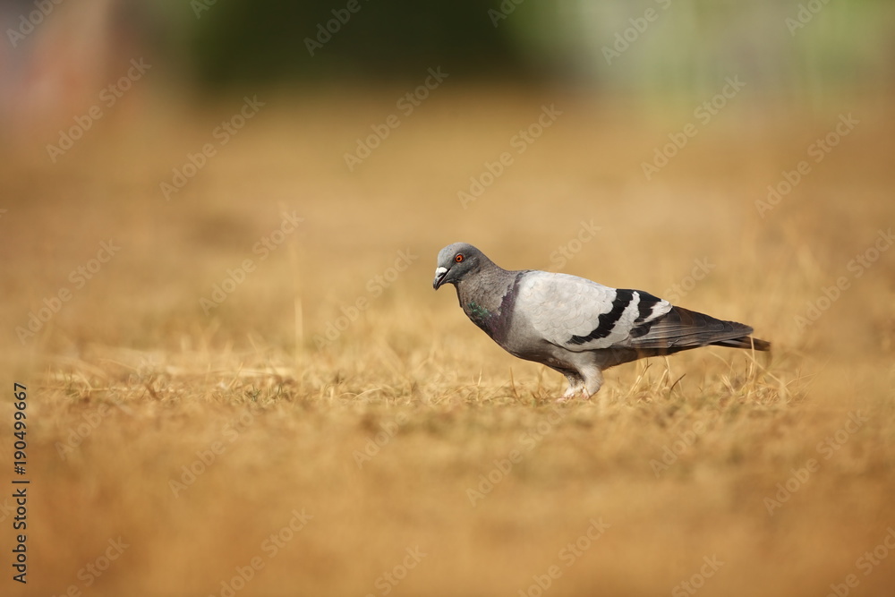 Columba livia. Wild nature of Czech. Bird on a meadow in nature. Nature of Europe. Columba livia. Wild nature of Czech. Bird on a meadow in nature. Nature of Europe.