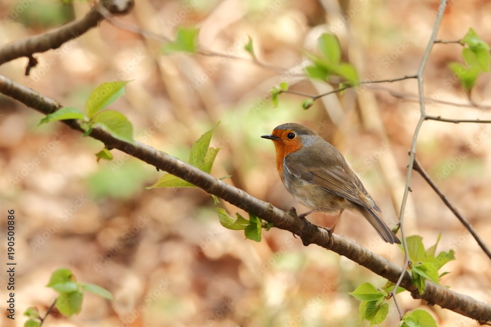 Erithacus rubecula. The wild nature of the Czech Republic. Autumn colors in nature. Beautiful picture. Free nature. Forest full of birds. Colorful bird in nature. Erithacus rubecula. The wild nature of the Czech Republic. Autumn colors in nature. Beautiful picture. Free nature. Forest full of birds. Colorful bird in nature.