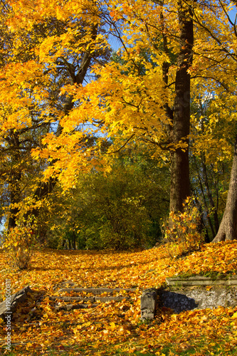 autumn, forest, tree, nature, fall