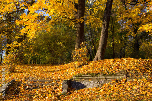autumn, forest, tree, nature, fall