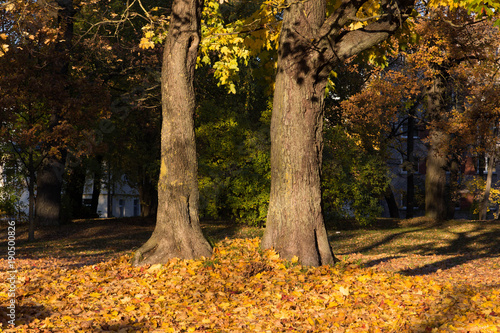 autumn, forest, tree, nature, fall