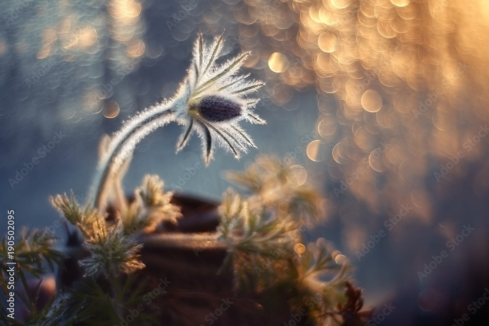 spring flower at sunset by the window