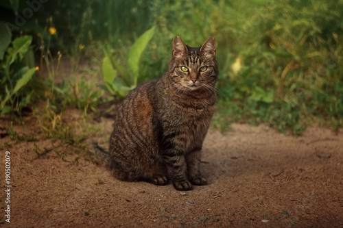 the cat is sitting in the garden in the summer