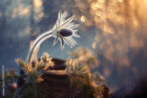 Wallpaper Mural spring flower at sunset by the window Torontodigital.ca