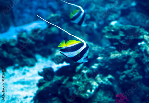 Exotic tropical fish in aquarium